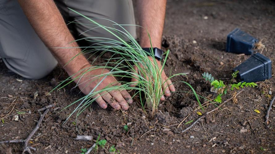 unk prairie - p2 - adding plants