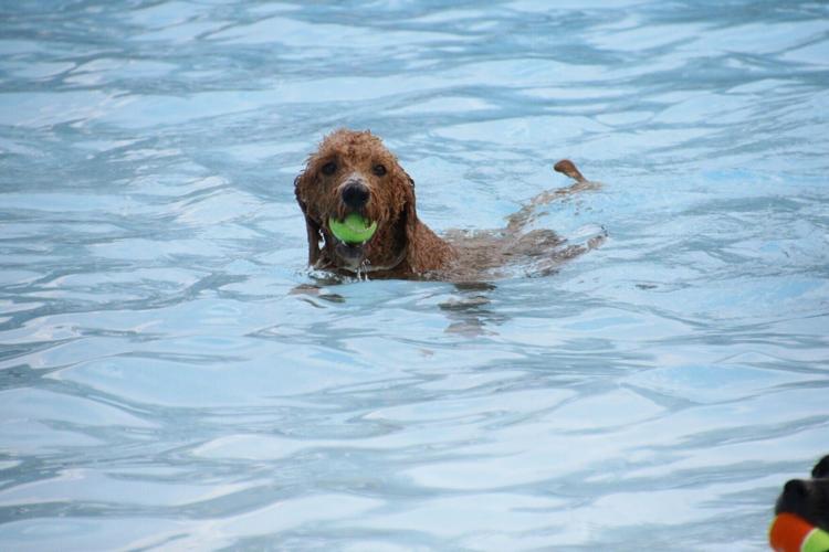 doggie dip 3
