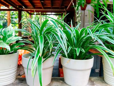 living-space-houseplant-20260505