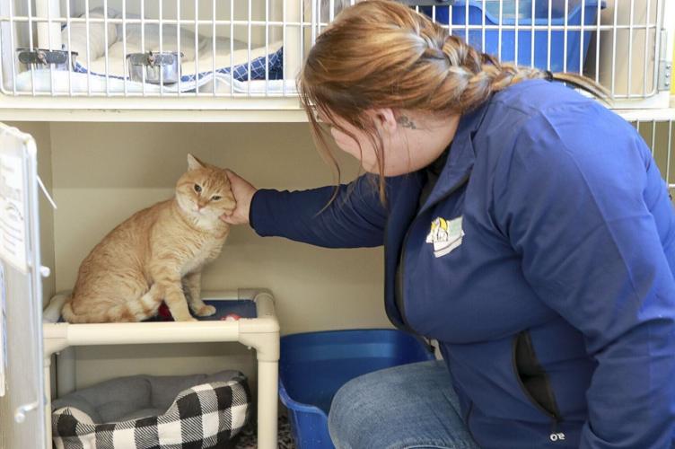 Panhandle Humane Society finding balance after two local animal-hording incidents