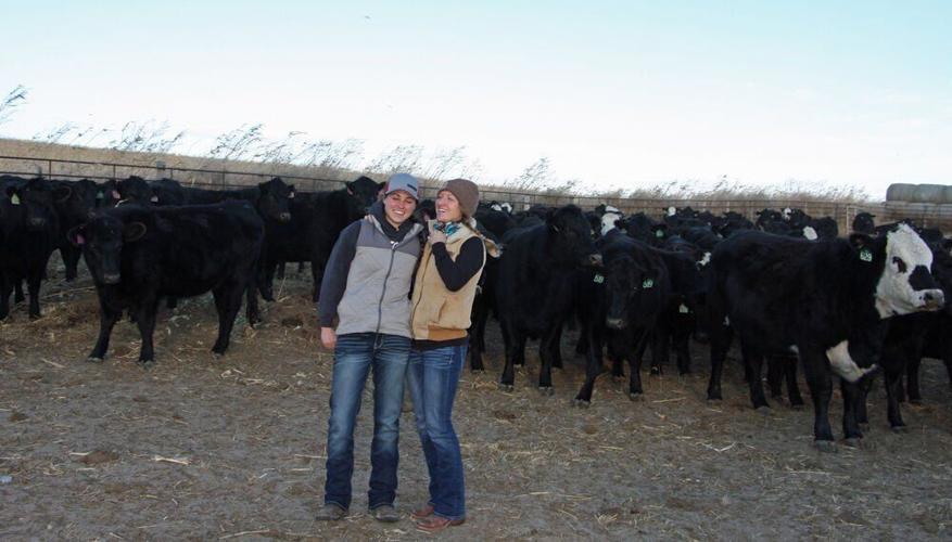 Broadwater rancher produces specialized beef cuts