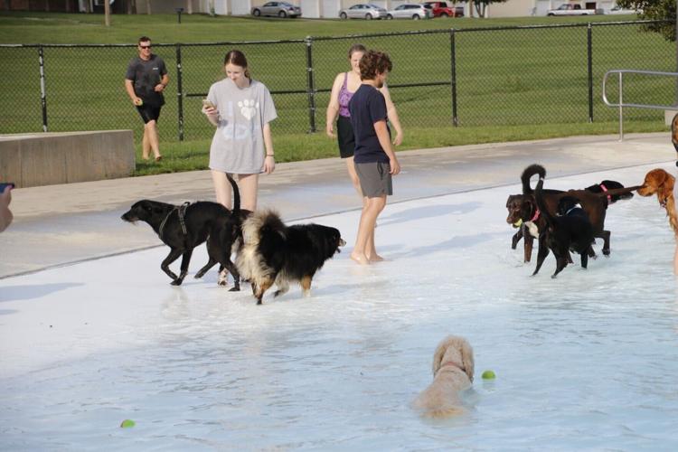 doggie dip 4