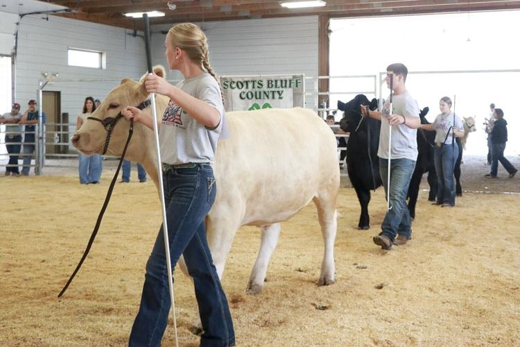Four siblings (and counting) carry on family's 4-H tradition at the county fair