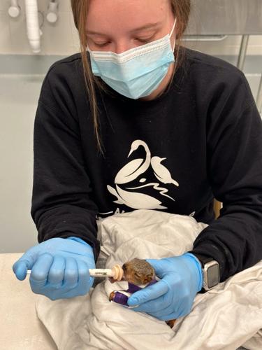 Carly with baby fox squirrel.jpg