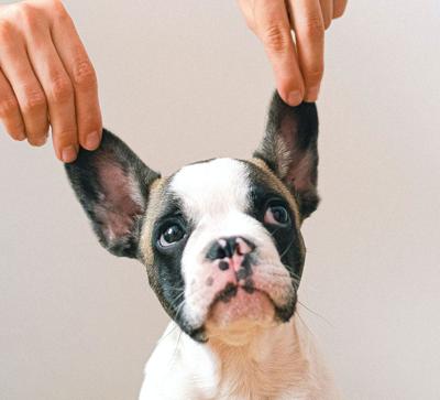 Dog ears