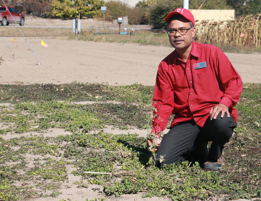 Possibilities of growing mint studied at PREC