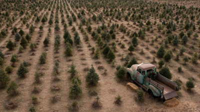 Nebraskans worry as drought kills seedling Christmas trees, slows growth of older ones
