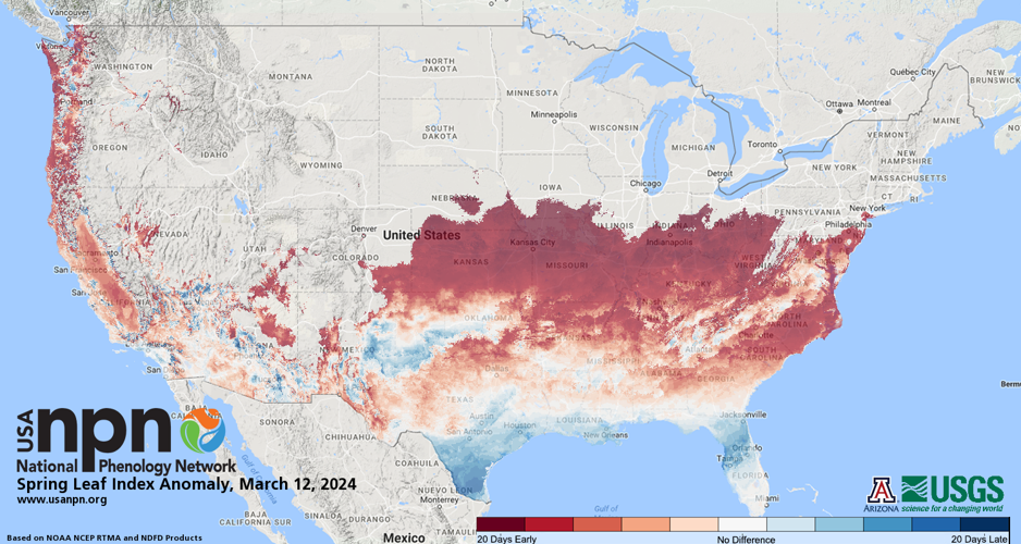 NPN First Leaf Index 031224