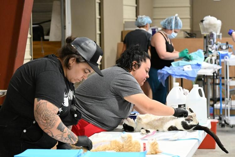 spay neuter