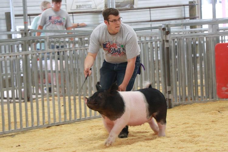 PHOTOS: Scotts Bluff County Fair Market Swine and Swine Showmanship 2026