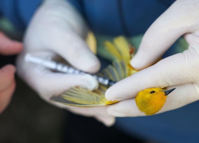 unk-summer-p3 - blood sample