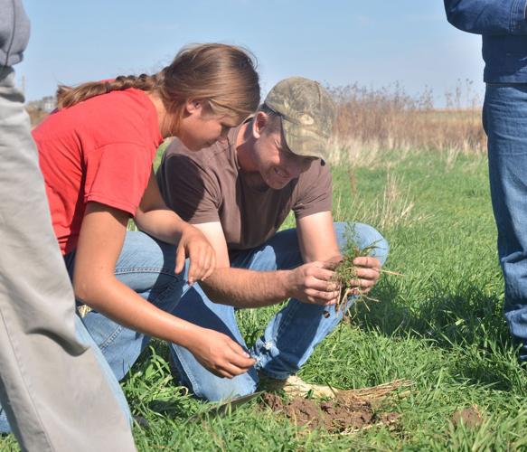 Grazing cattle with cover crops