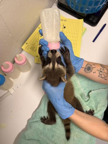 raccoon.jpg