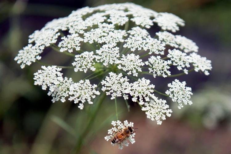 West Mill Flowers, 7.1