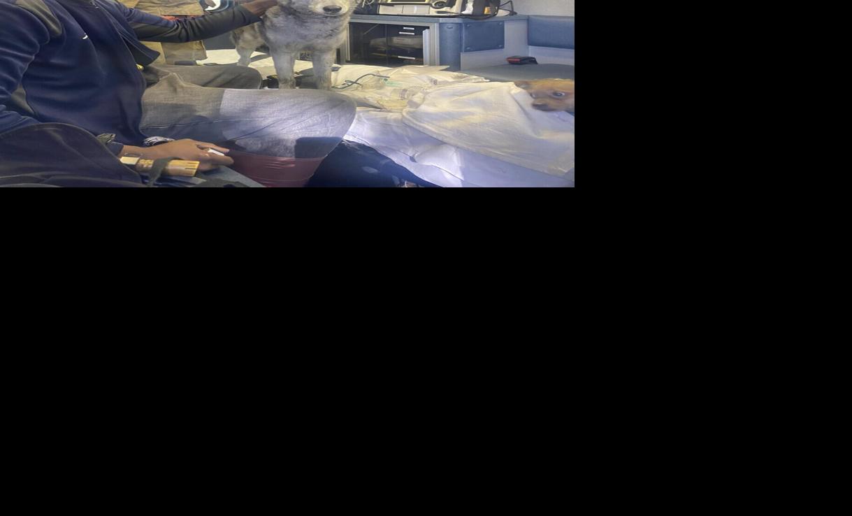 Gibbon firefighters save dog