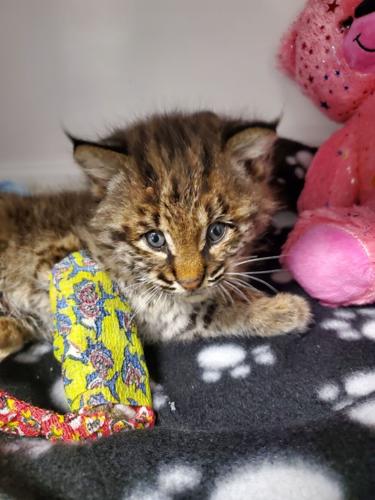 Bobcat kitten.jpg