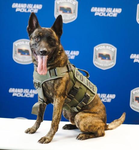 canine 1.jpg