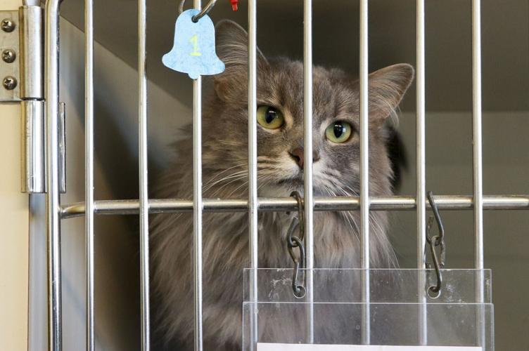 Panhandle Humane Society finding balance after two local animal-hording incidents