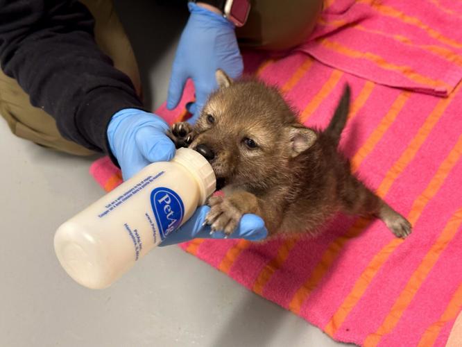 Baby coyote.jpg