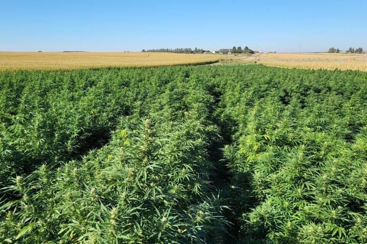 Hemp farm 1 (copy)