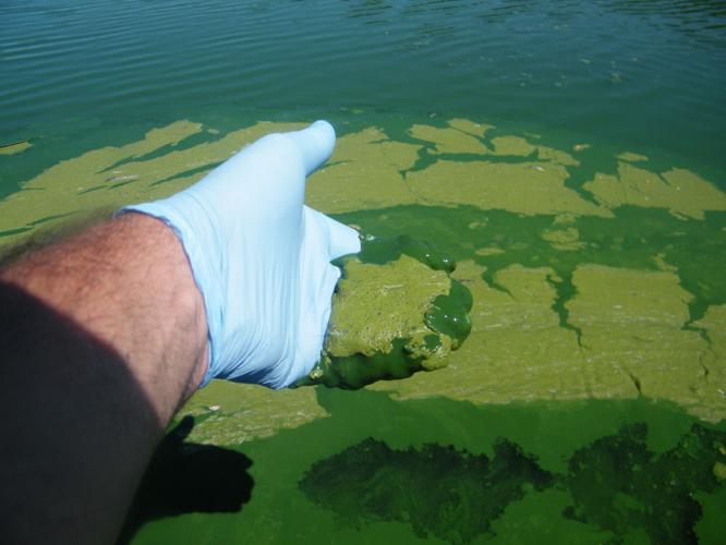 COPYRIGHT RESTRICTED/Toxic algae