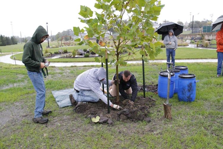planting