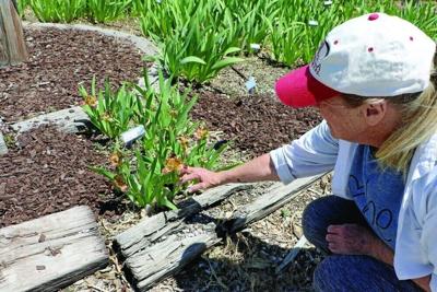 Monument Valley Iris Society show returns Saturday