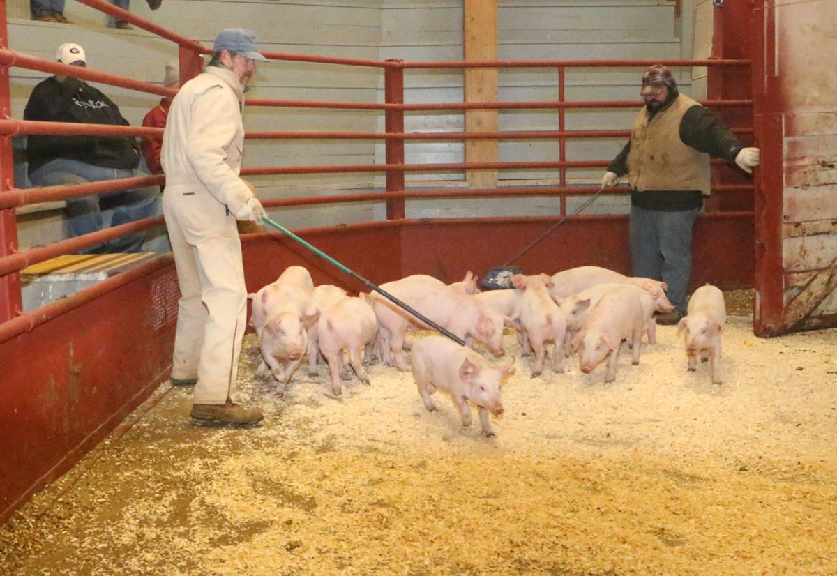 Feeder pigs add to sales barn auctions