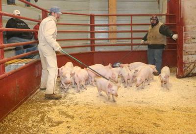 Feeder Pigs Add To Sales Barn Auctions News Wahoo Ashland