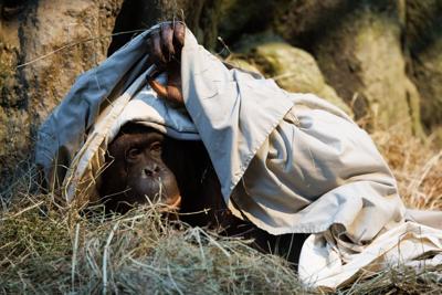 011226-ruby-nf-01 (copy)