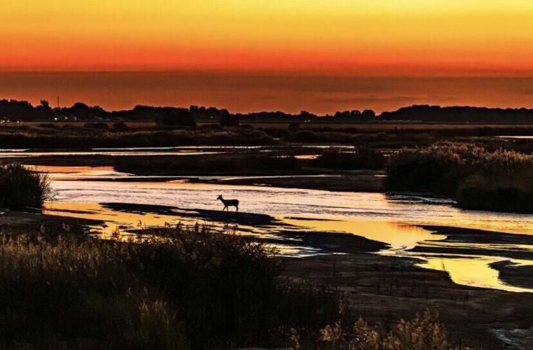 photo-show- p12 - deer at dawn