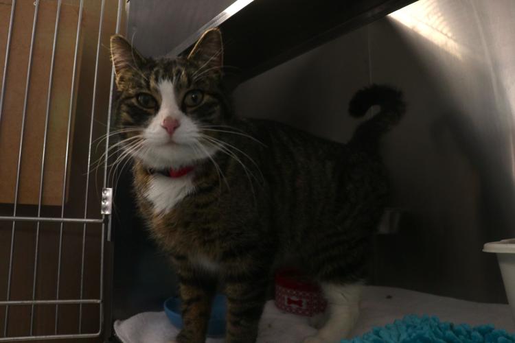 011224-wah-new-pets-p2