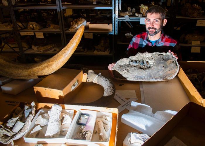 Mastodon fossil, 1.24