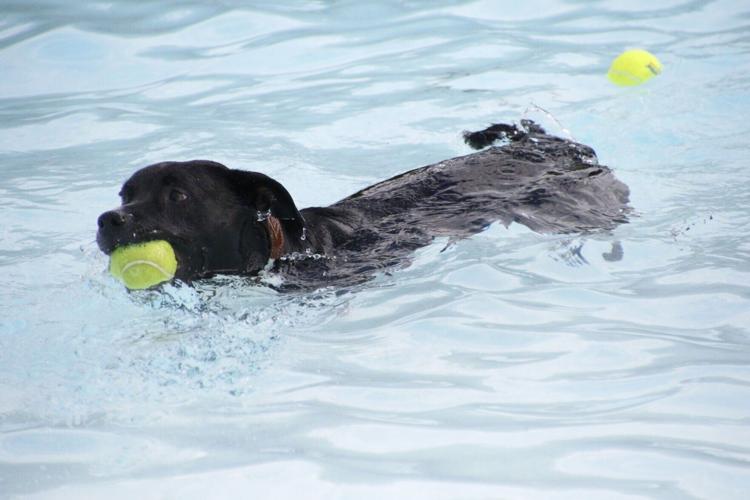 doggie dip 2