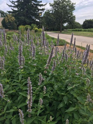 Agastache Blue Fortune Hyssop.jpg