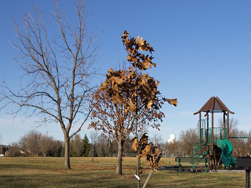 Trees Planted In Waverly To Celebrate Delayed Arbor Day Waverly News Wahoo Ashland Waverly Com