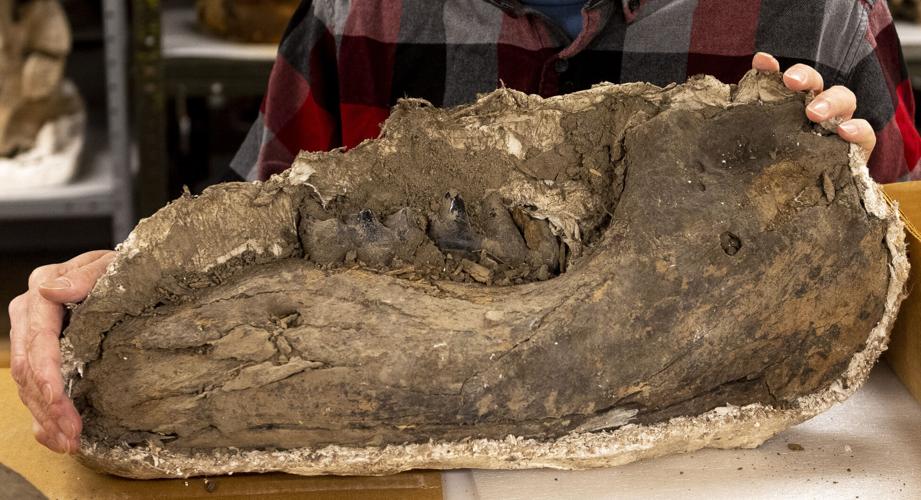 Mastodon fossil, 1.24