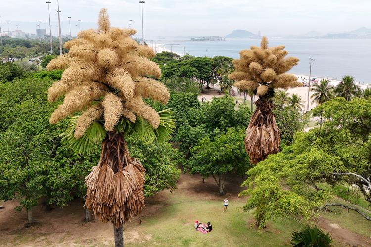 Brazil Palm Tree