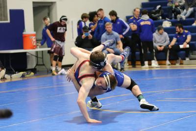 Bluejay wrestling