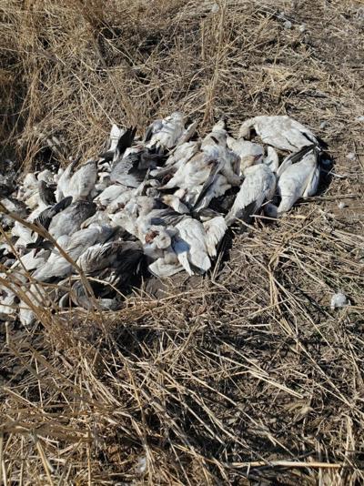 Snow Geese 1