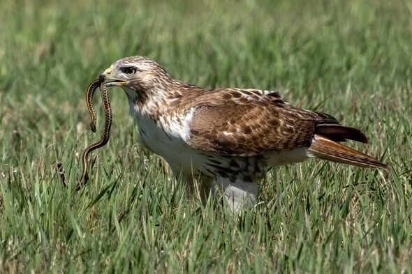 bird nerd - p5 - a mouthful