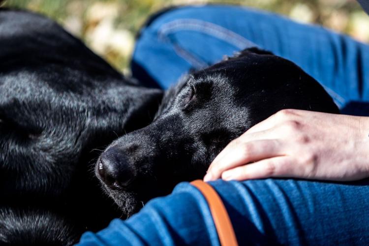 110622-owh-new-animalrescue-LS01