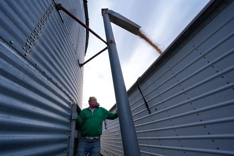 Soybean Farmers Tough Times