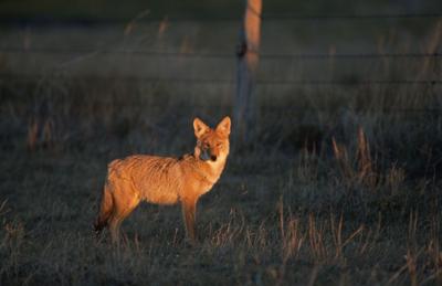 Coyote 1