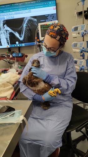 Dr. Carter Baby Eagle for RCA.jpg