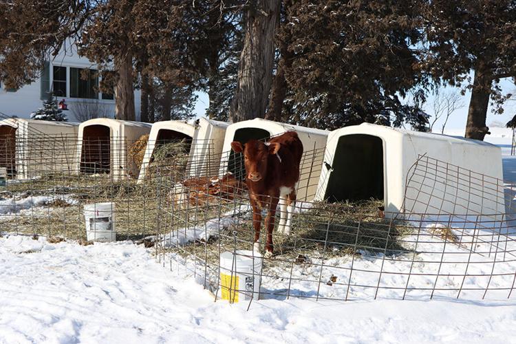 Beauty View Farm calves