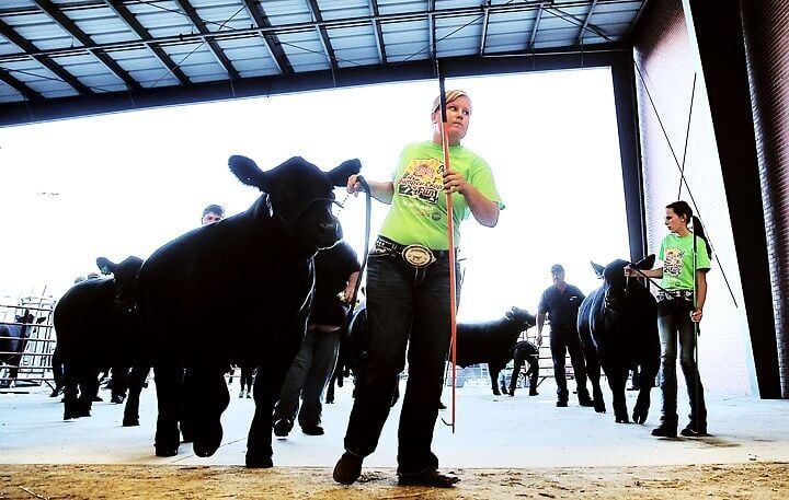 Angus Steers