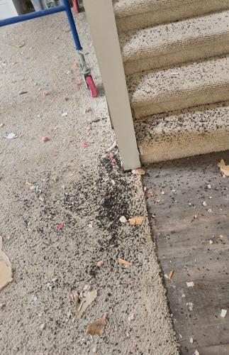 bat house - p4 - bat droppings