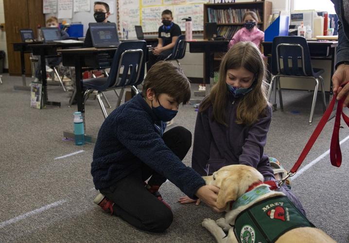 Eagle Therapy Dog 3