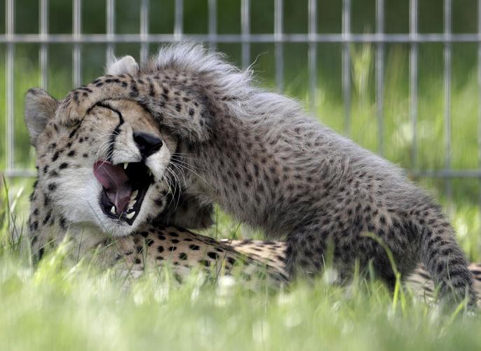 Czech Republic Baby Cheetah Quintuplets
